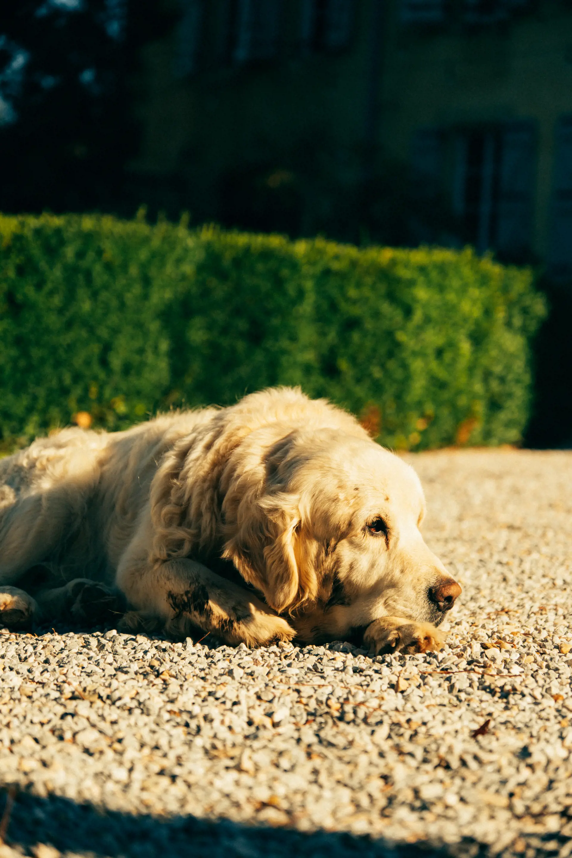 Huisdiervriendelijke hotels